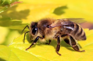 This is a Western Honey Bee that looks similar to what I found at my sit spot at the WCC campus (source: wikipedia.org)