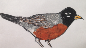 A sketch I drew of an American Robin, Michigan's state bird.